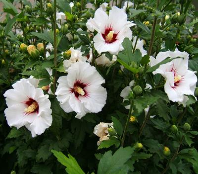 Hibiscus syriacus - ختمی درختی